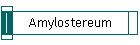 Amylostereum