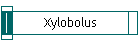 Xylobolus