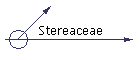 Stereaceae