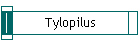 Tylopilus