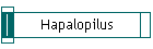 Hapalopilus