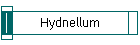 Hydnellum